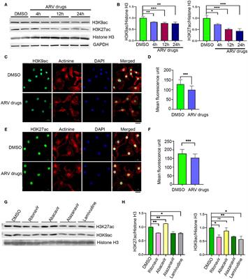 Antiretroviral Drugs Regulate Epigenetic Modification of Cardiac Cells Through Modulation of H3K9 and H3K27 Acetylation